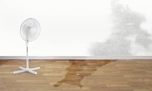 Best Basement water damage restoration  in Canal Winchester, OH